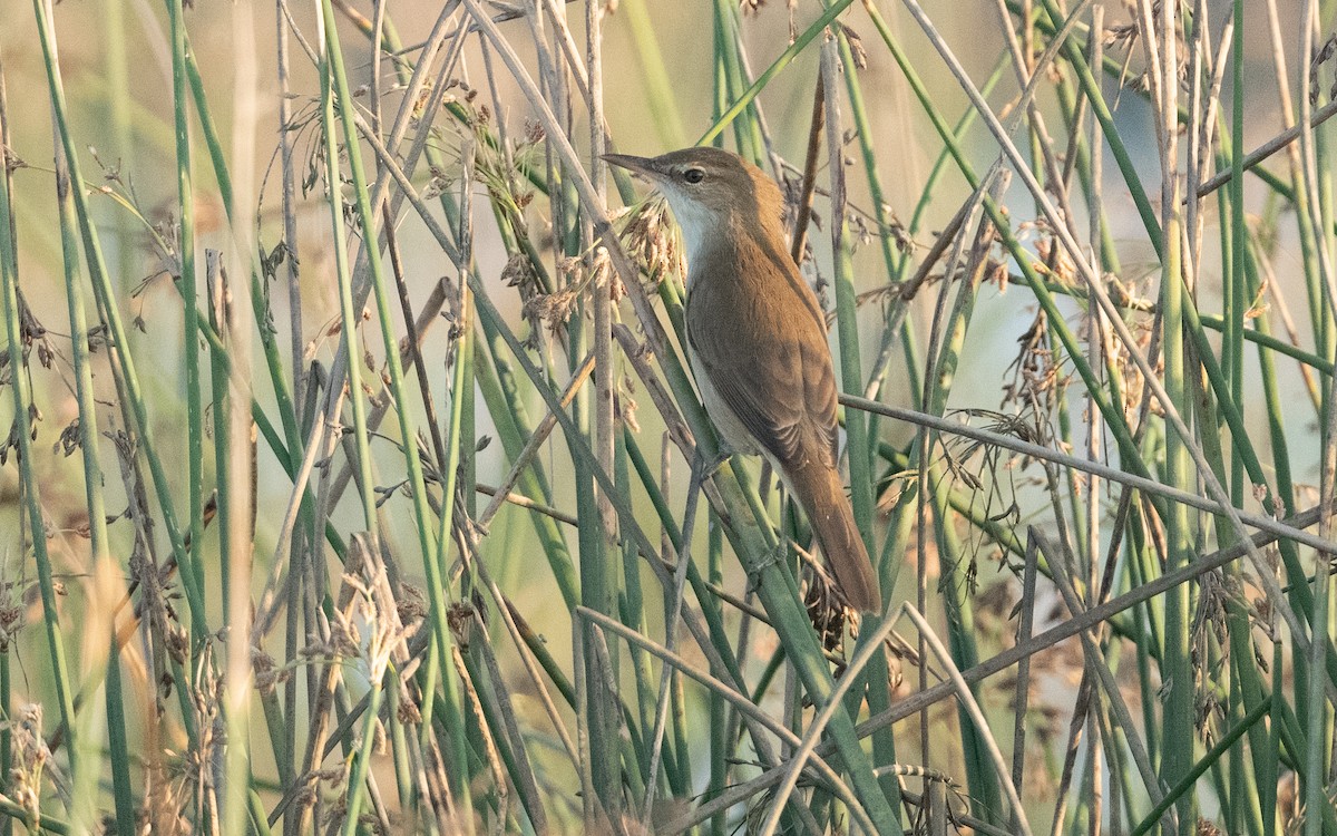 Clamorous Reed Warbler - ML627499775