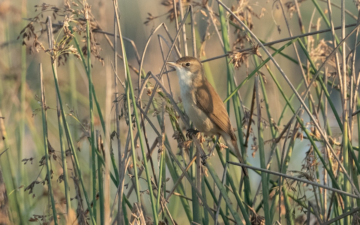Clamorous Reed Warbler - ML627499776