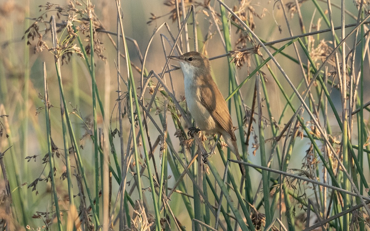 Clamorous Reed Warbler - ML627499777
