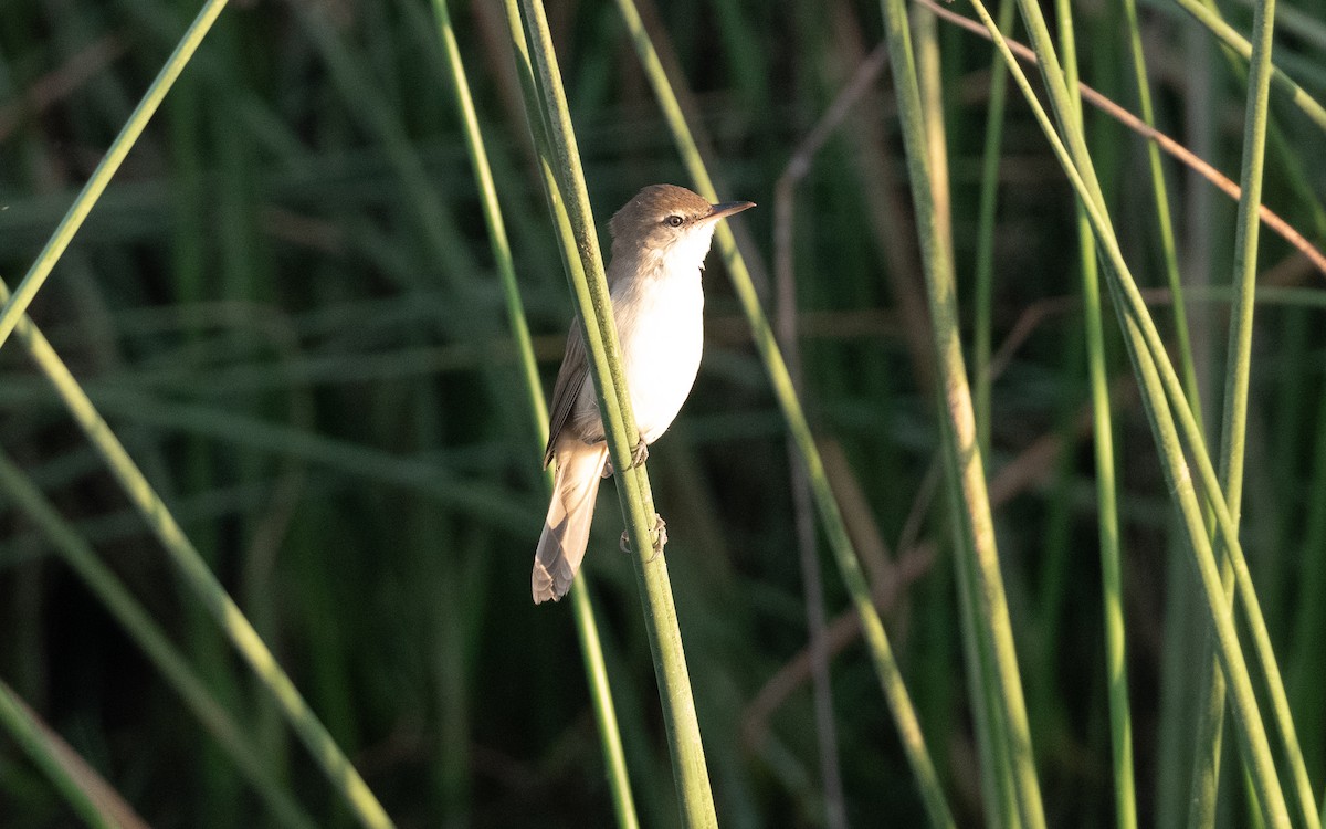 Clamorous Reed Warbler - ML627499779