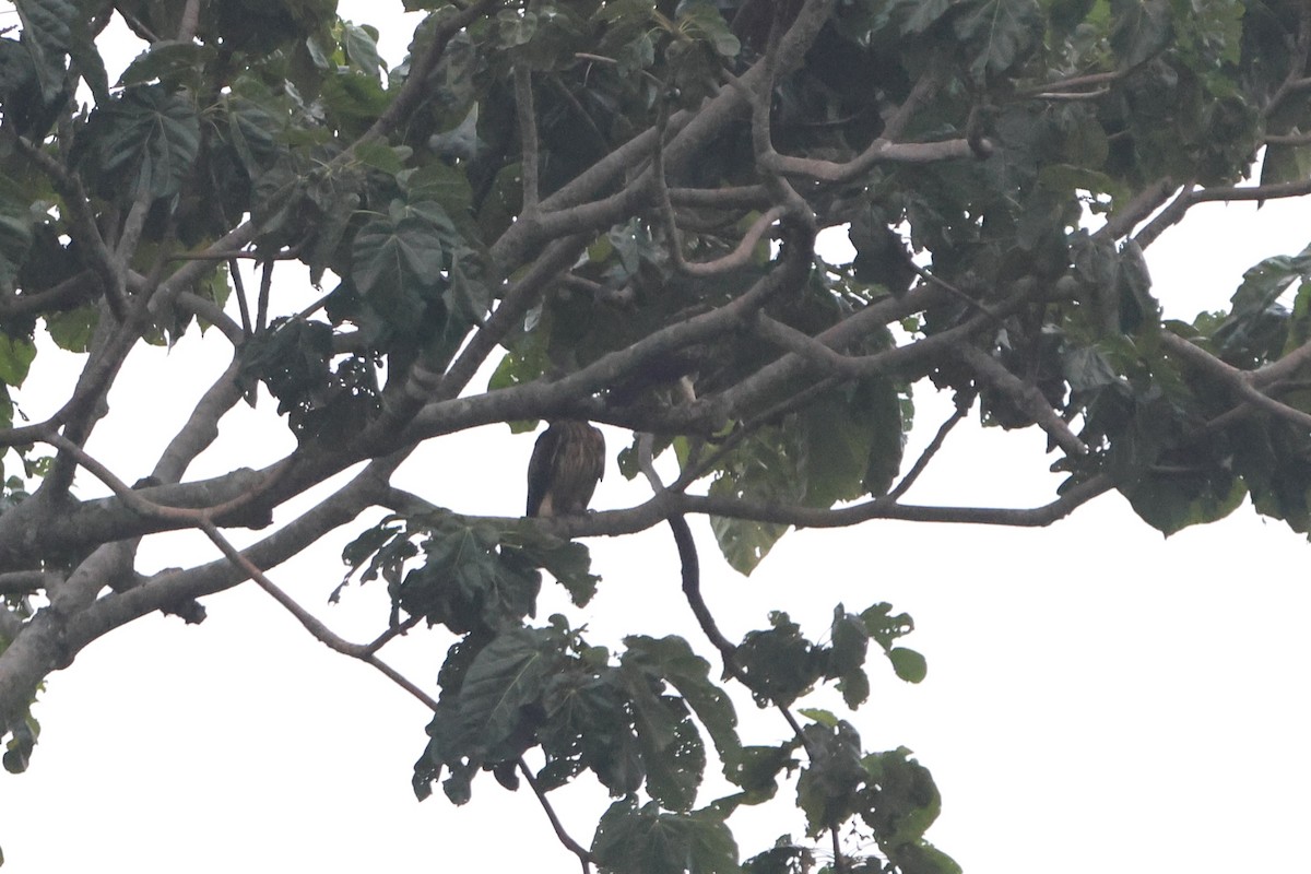 Pygmy Eagle - ML627499793