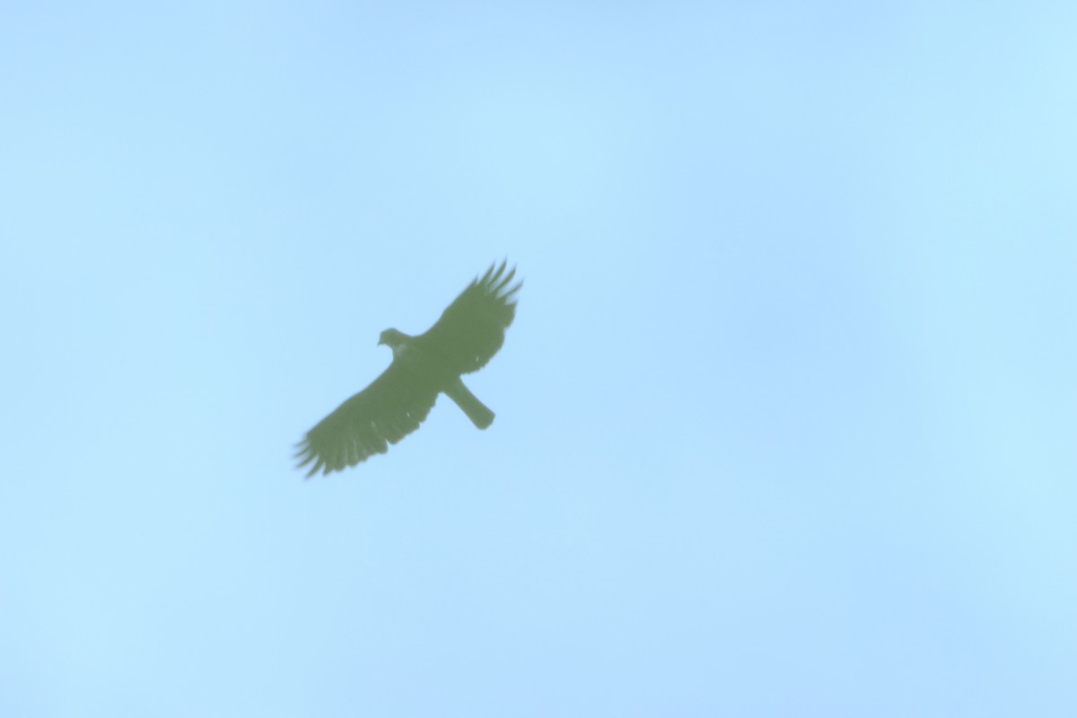 Pygmy Eagle - ML627499794