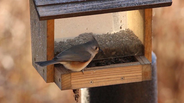 Tufted Titmouse - ML627499854