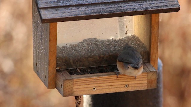 Tufted Titmouse - ML627499855