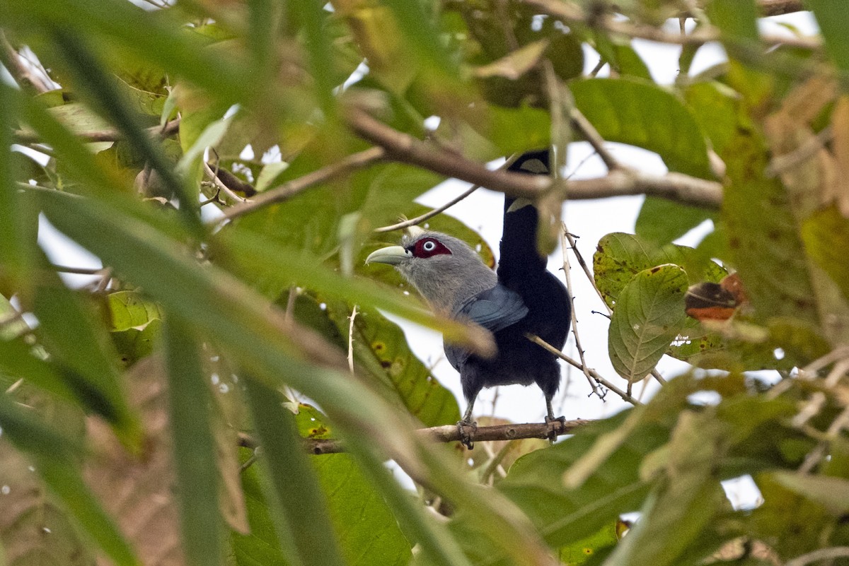 Black-bellied Malkoha - ML627499884