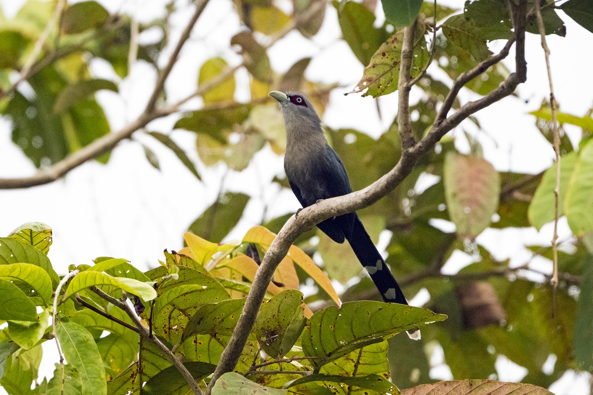 Black-bellied Malkoha - ML627499885