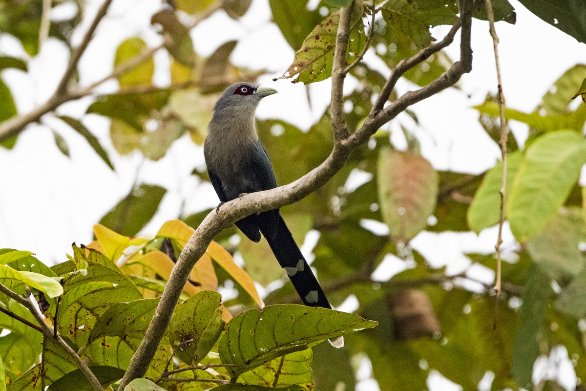 Black-bellied Malkoha - ML627499963