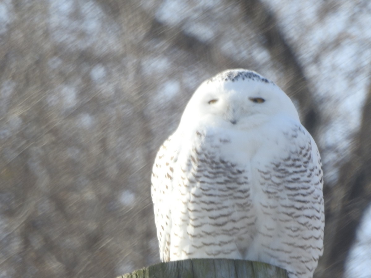 Snowy Owl - ML627499978
