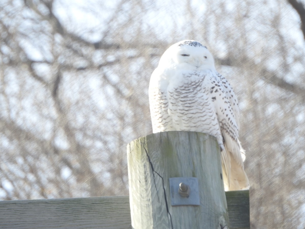 Snowy Owl - ML627499979