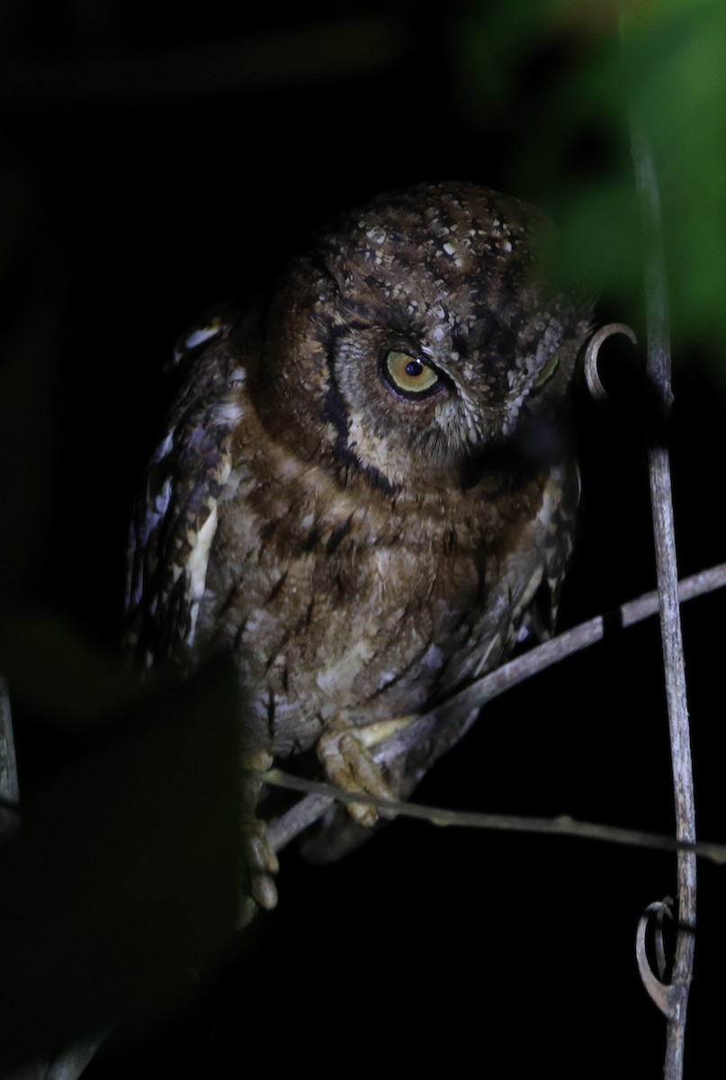 Moluccan Scops-Owl - ML627499999