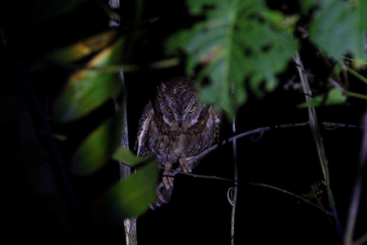 Moluccan Scops-Owl - ML627500001