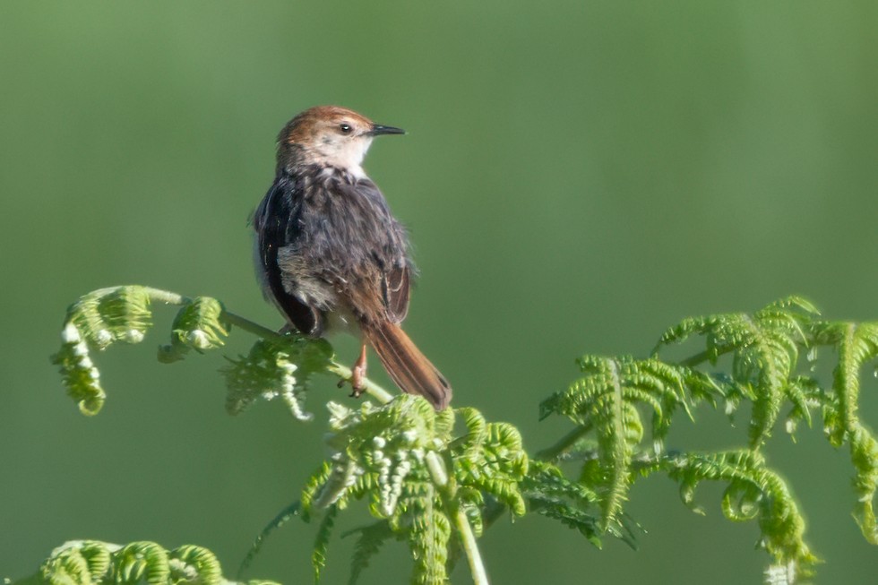 Rock-loving Cisticola (Lazy) - ML627500004