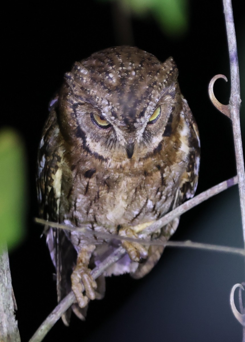 Moluccan Scops-Owl - ML627500017