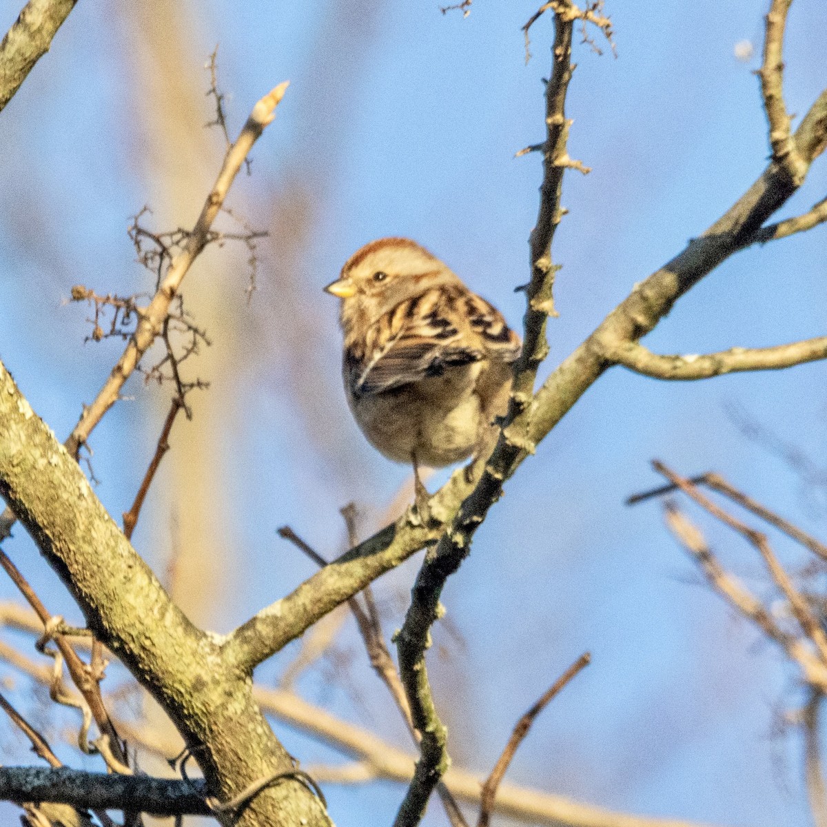 American Tree Sparrow - ML627500032