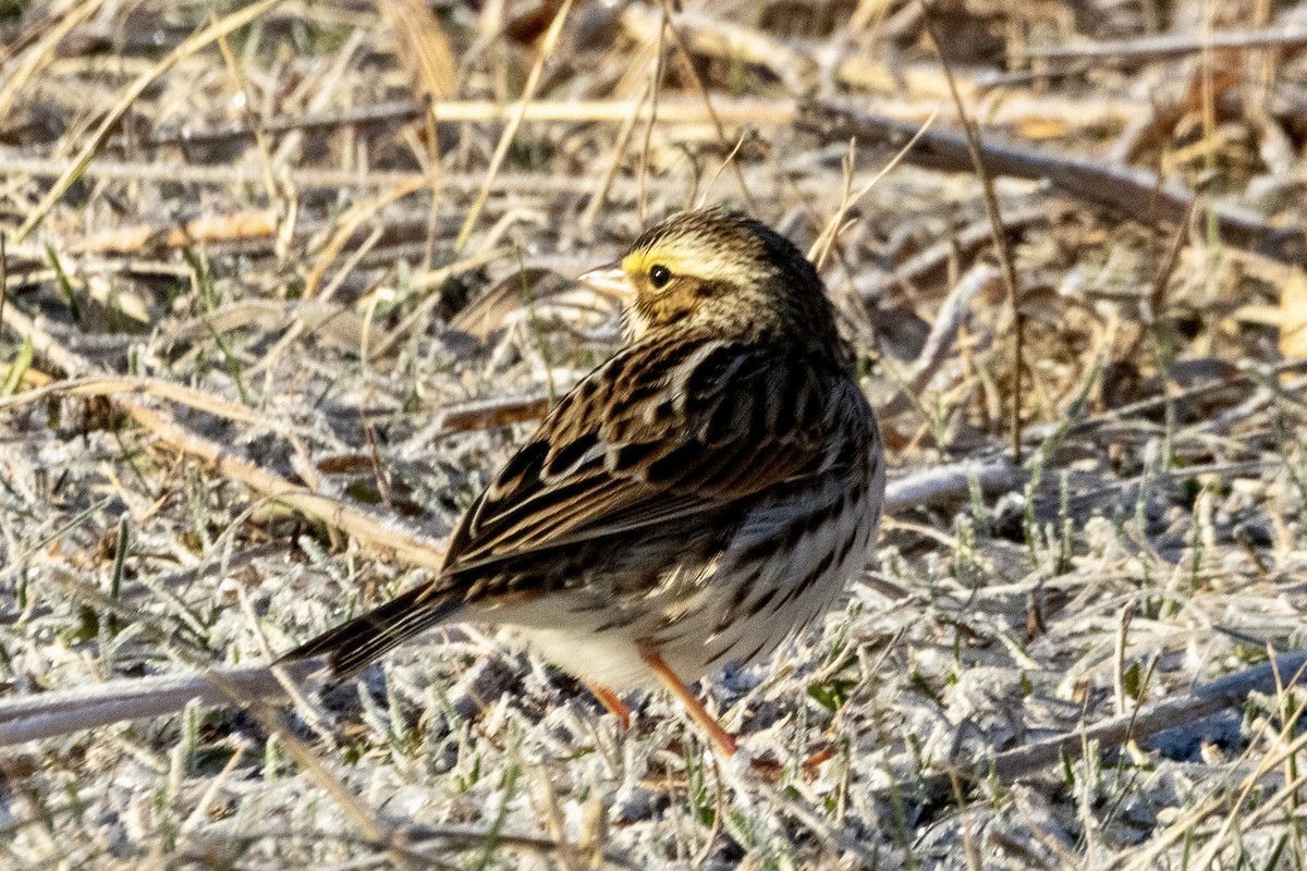 Savannah Sparrow - ML627500035