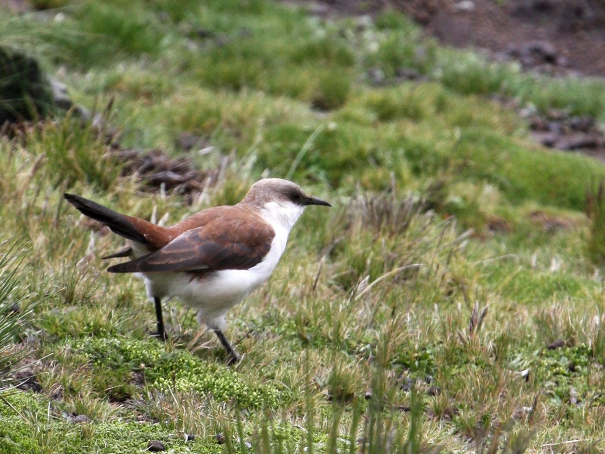 Трясохвіст білочеревий - ML627500064