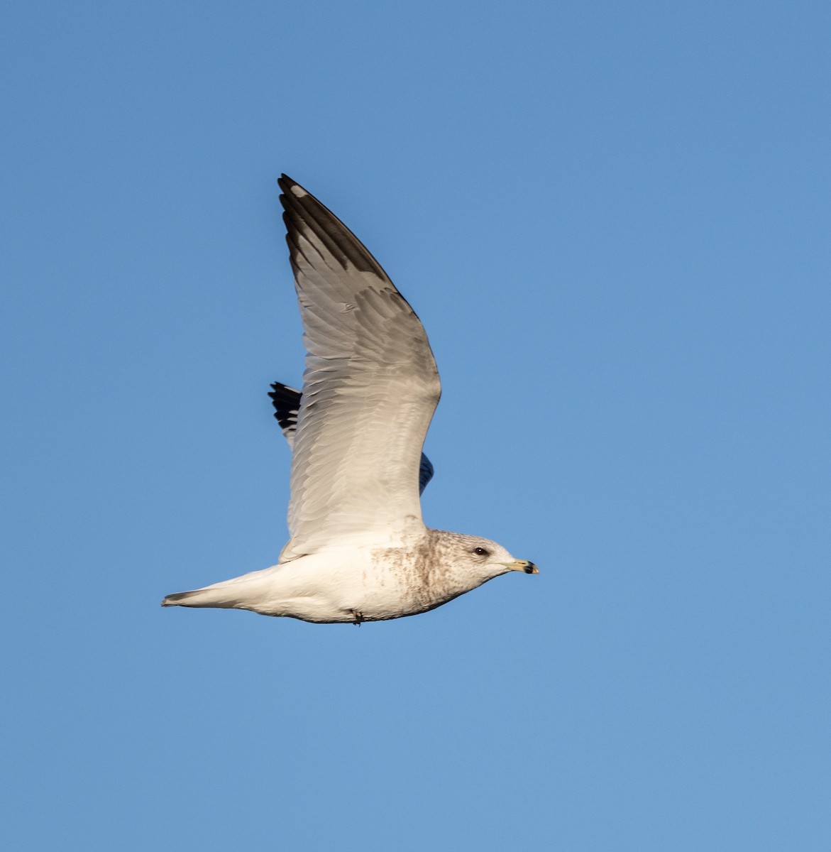 Ring-billed Gull - ML627500281