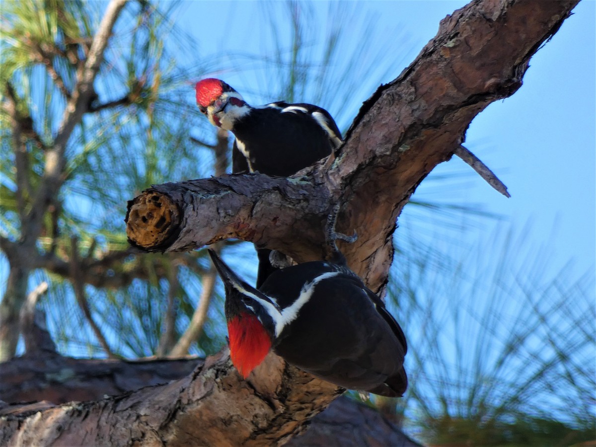 Pileated Woodpecker - ML627500326