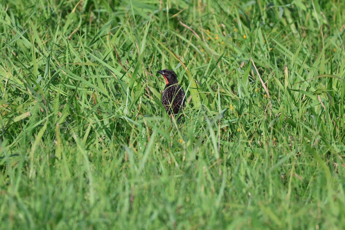 Red-breasted Meadowlark - ML627500329