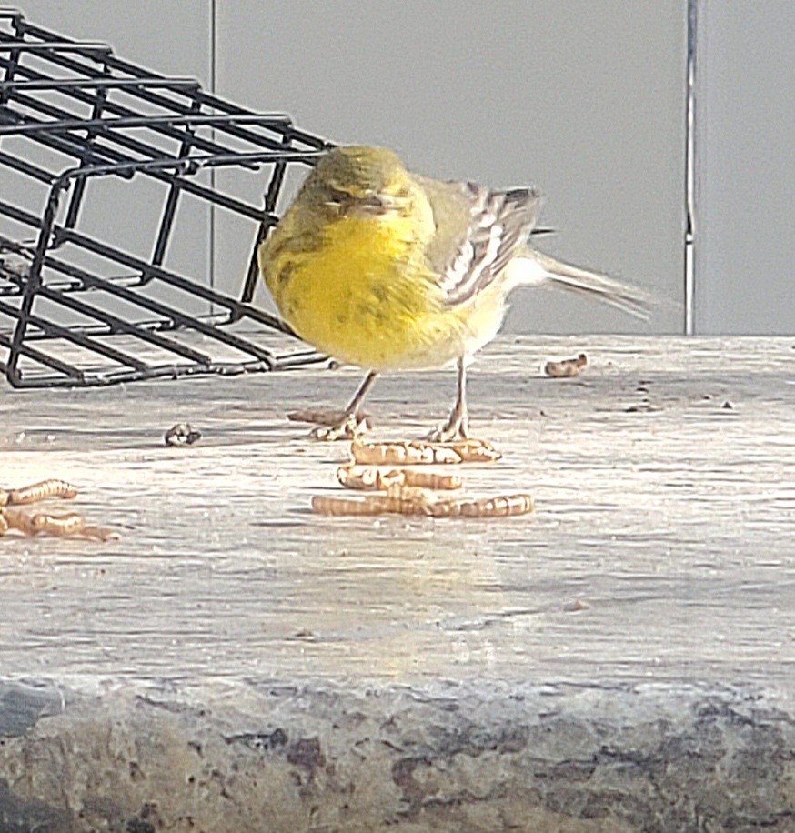 Paruline des pins - ML627500366