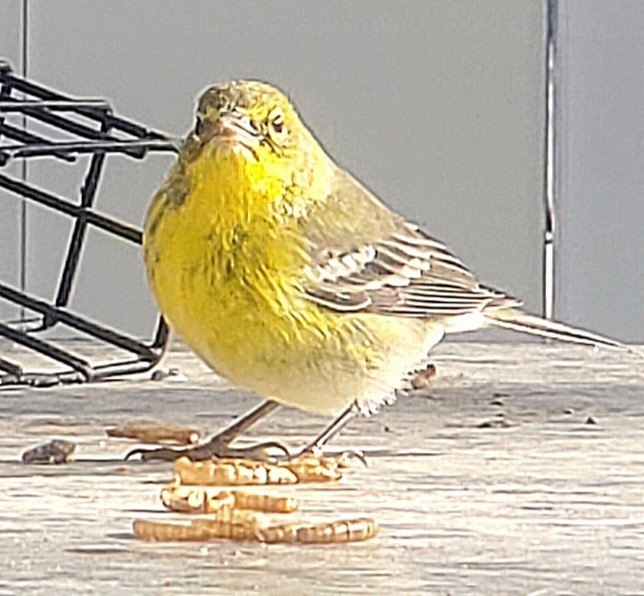 Paruline des pins - ML627500367