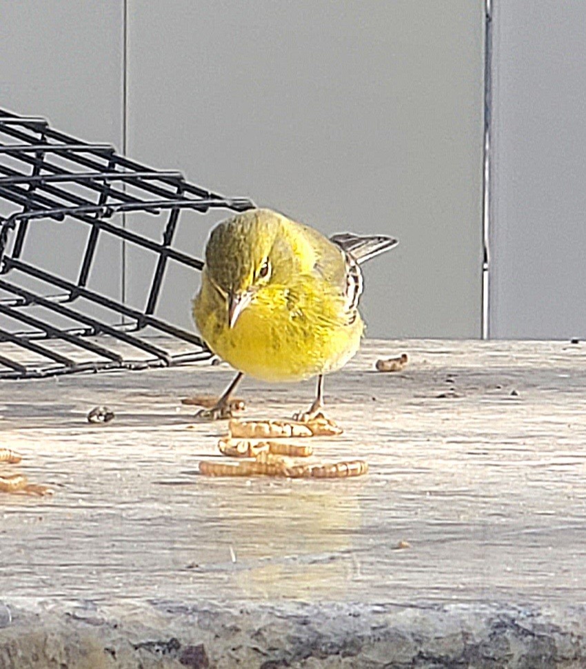 Paruline des pins - ML627500368