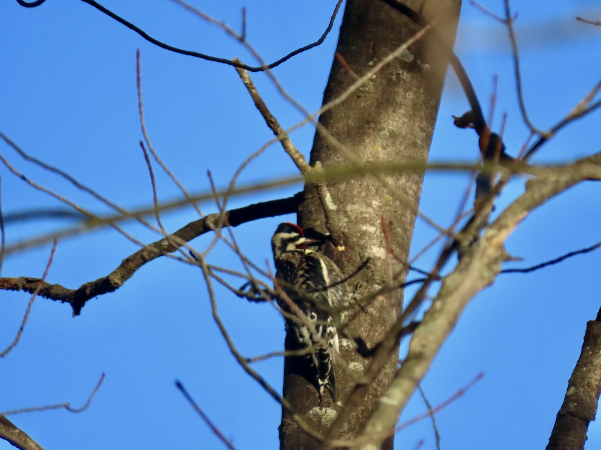 Yellow-bellied Sapsucker - ML627500480