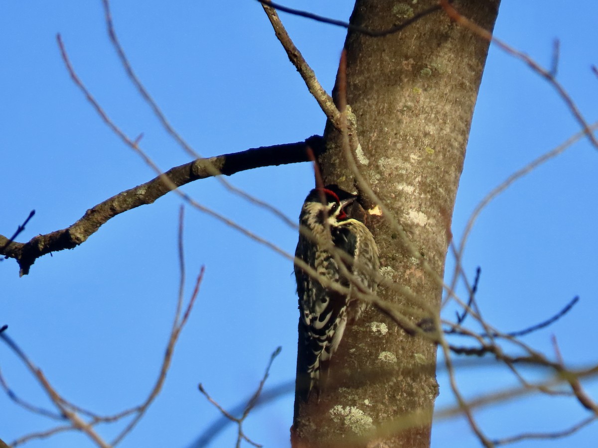 Yellow-bellied Sapsucker - ML627500481