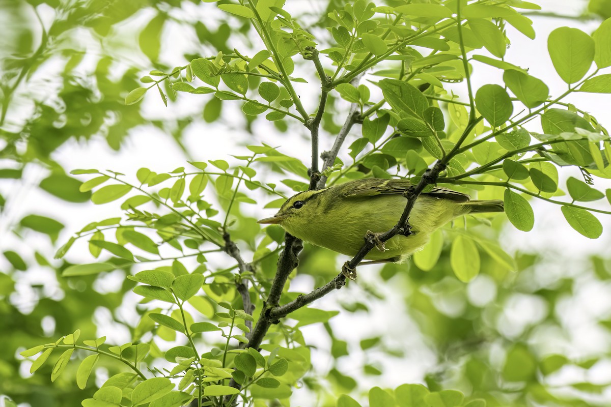 Pouillot de Rickett - ML627500576