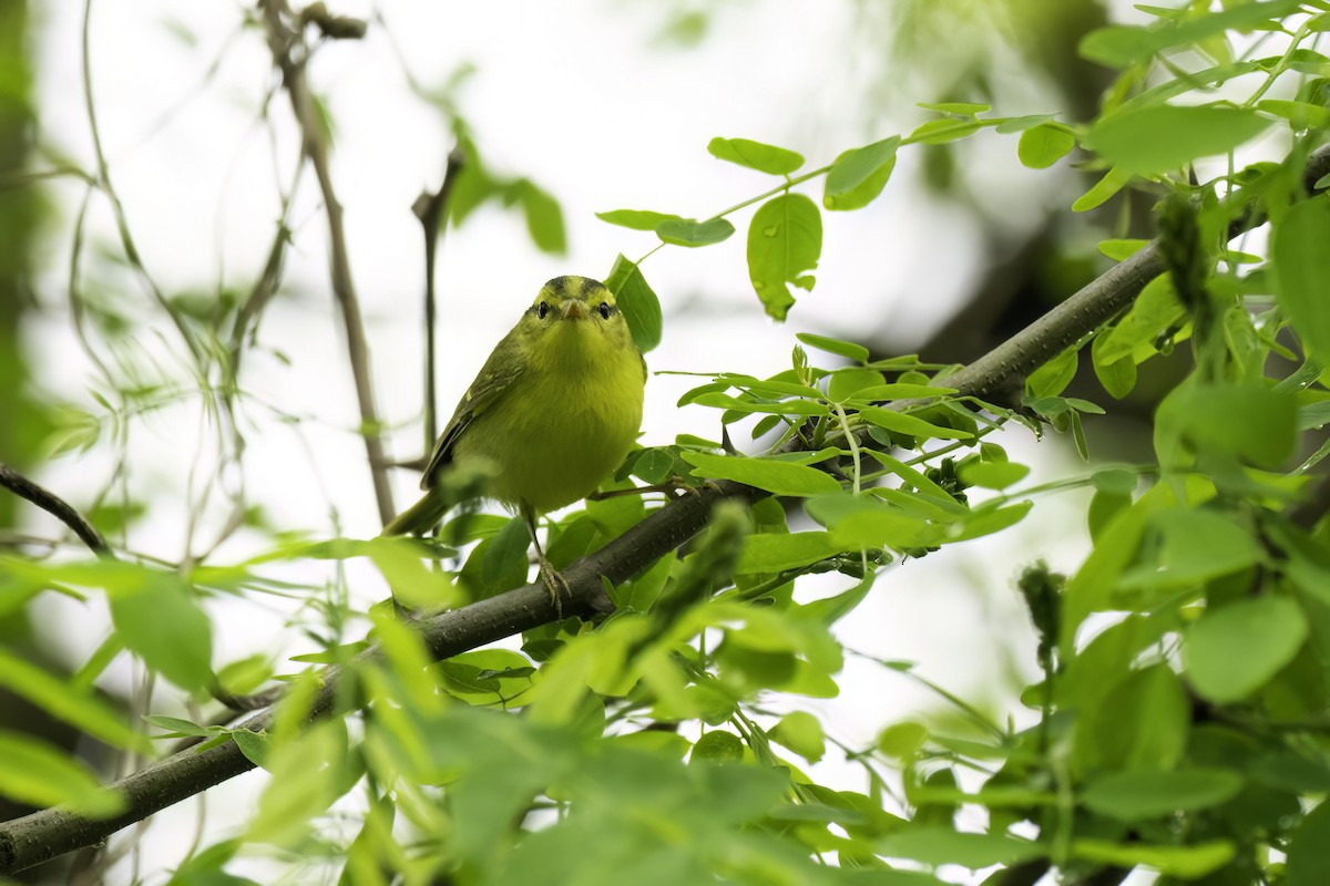 Pouillot de Rickett - ML627500577