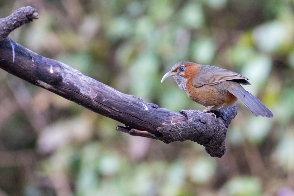 Rusty-cheeked Scimitar-Babbler - ML627500627