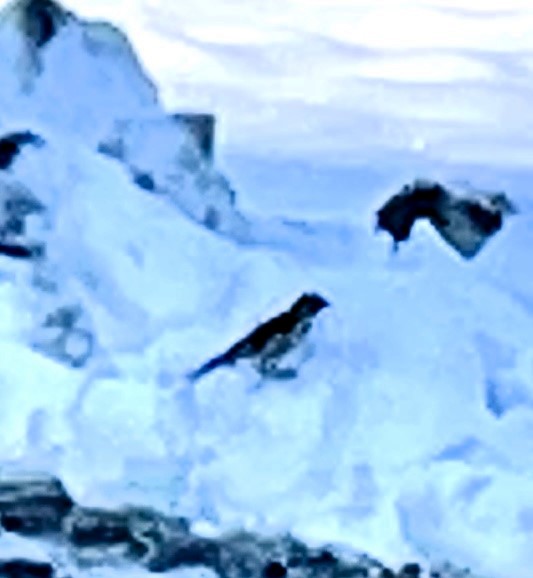 Lapland Longspur - ML627500646