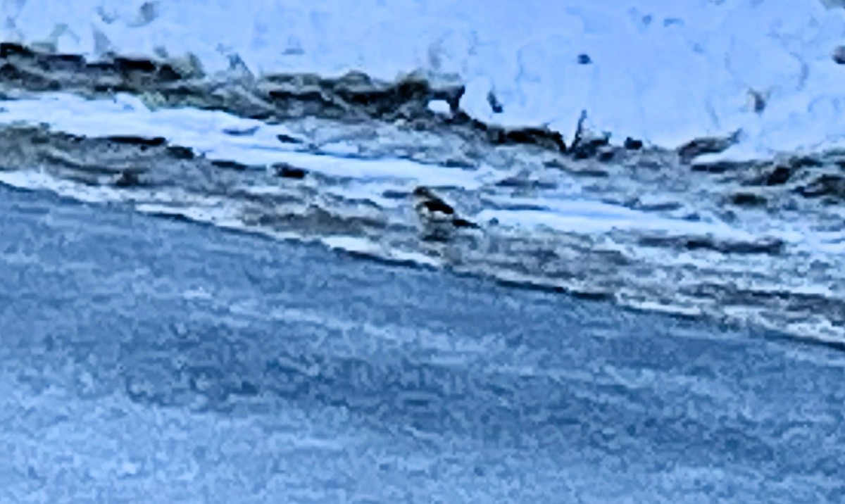 Lapland Longspur - ML627500647