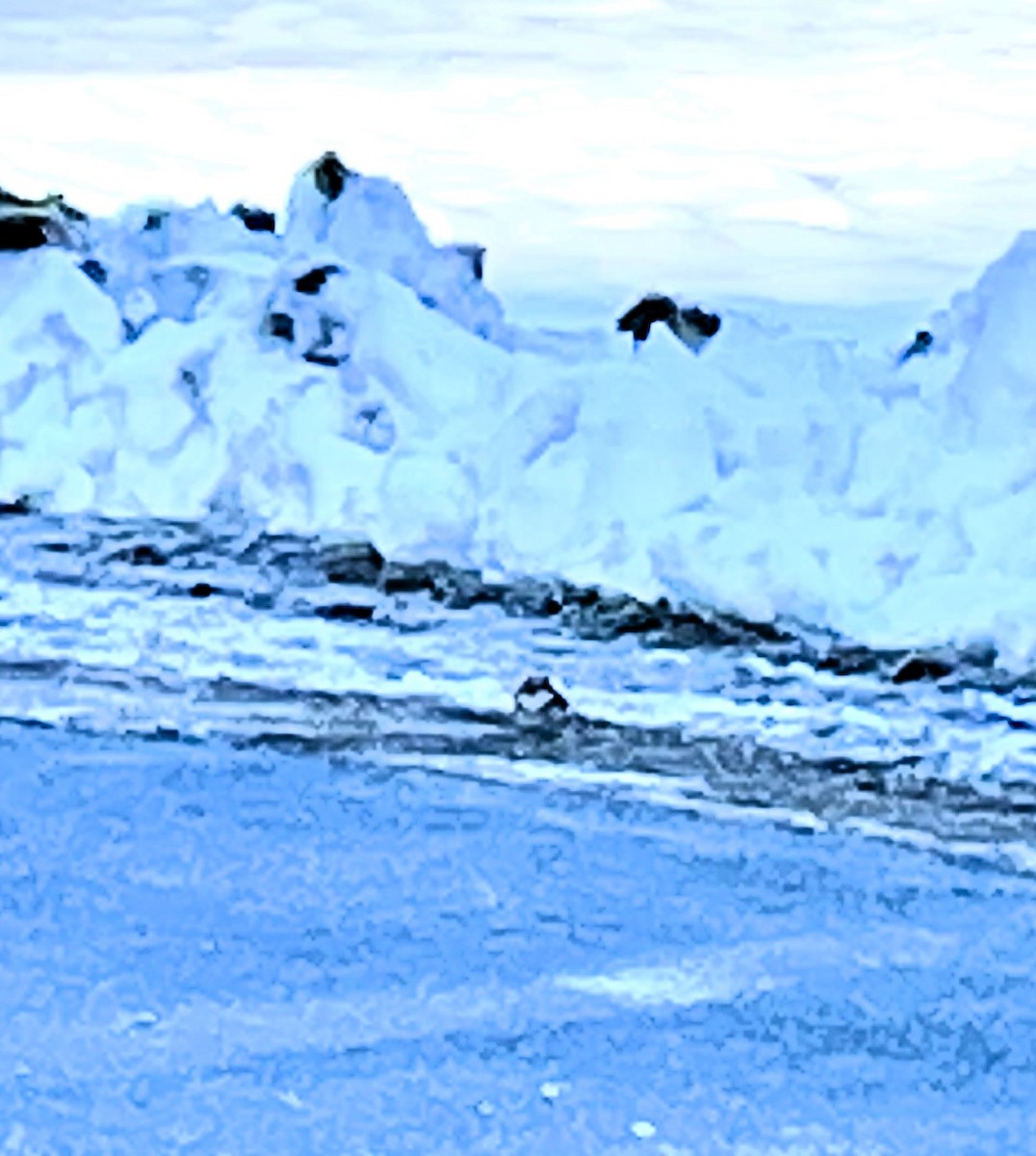 Lapland Longspur - ML627500648