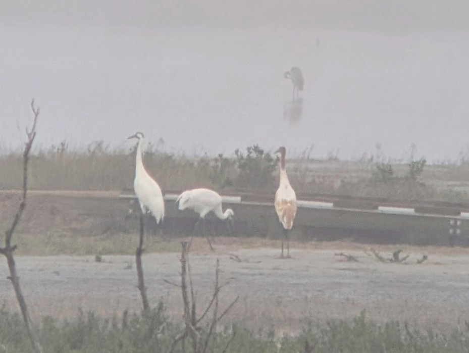 Whooping Crane - ML627500692