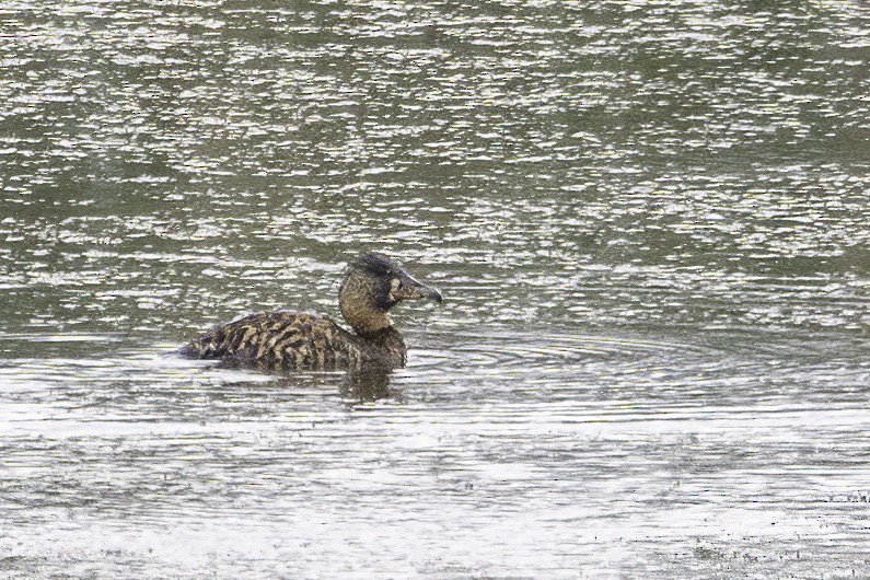 Dendrocygne à dos blanc - ML627500861