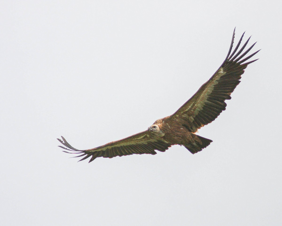 Eurasian Griffon - ML627500873