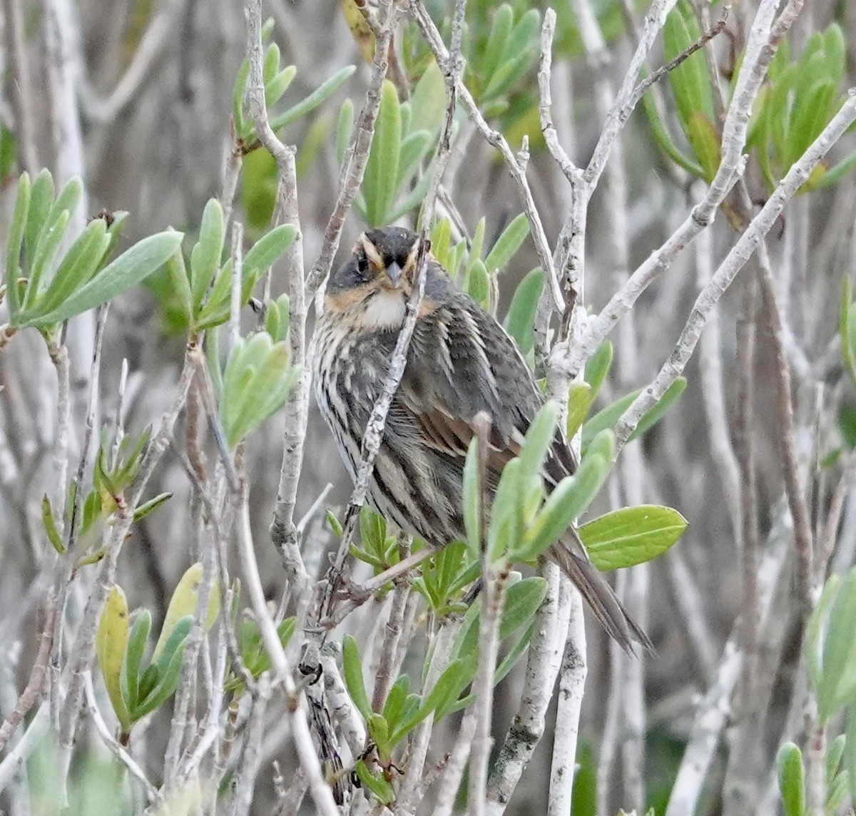 Saltmarsh Sparrow - ML627500929