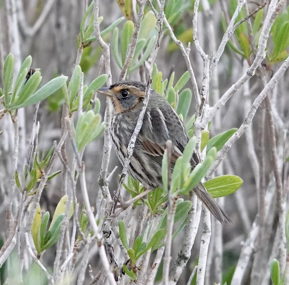 Saltmarsh Sparrow - ML627500930