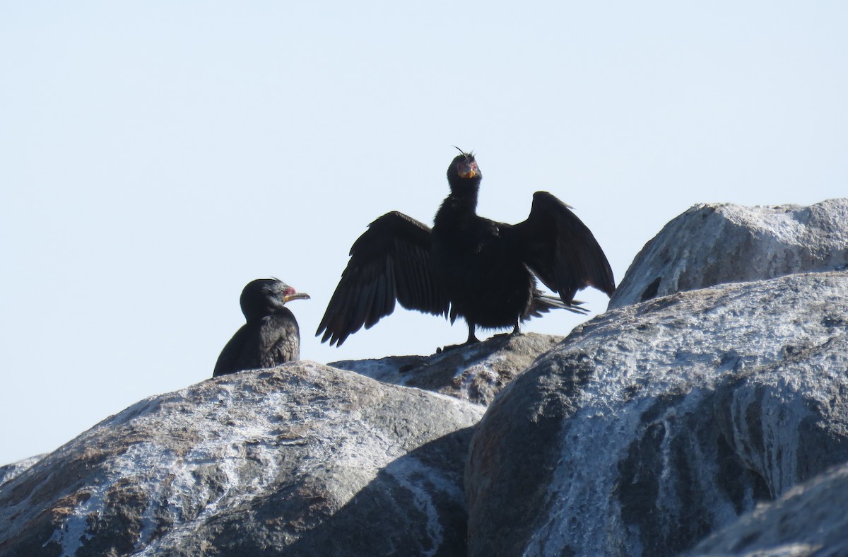 Crowned Cormorant - ML627500960