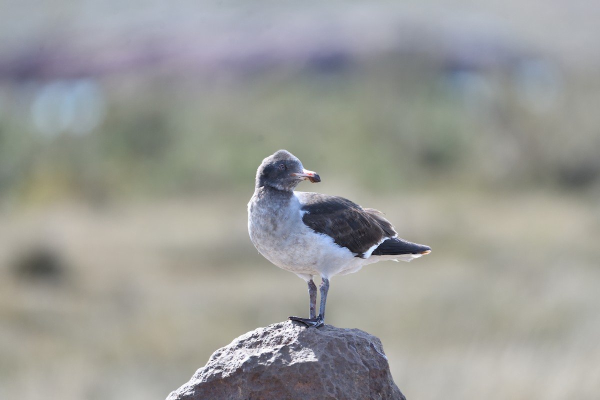 Dolphin Gull - ML627501018