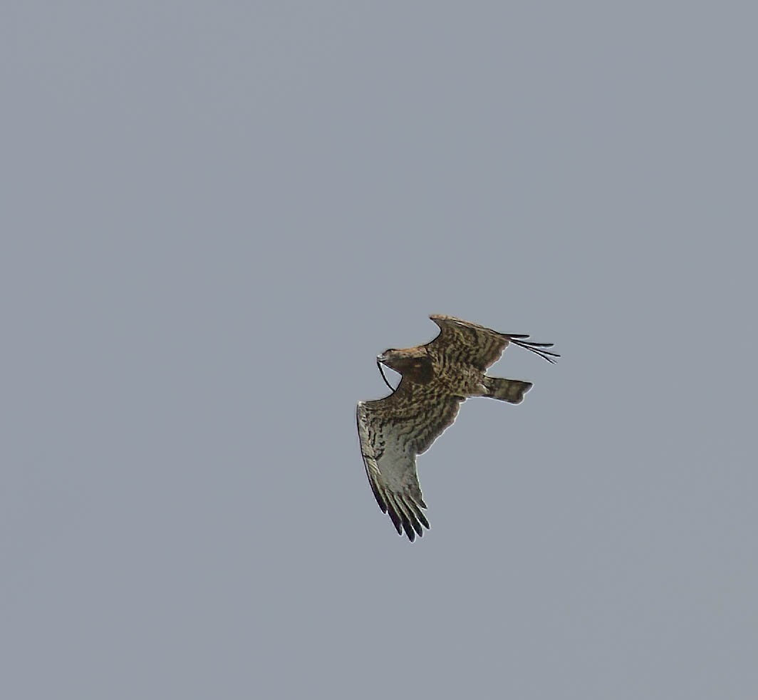 Short-toed Snake-Eagle - ML627501020