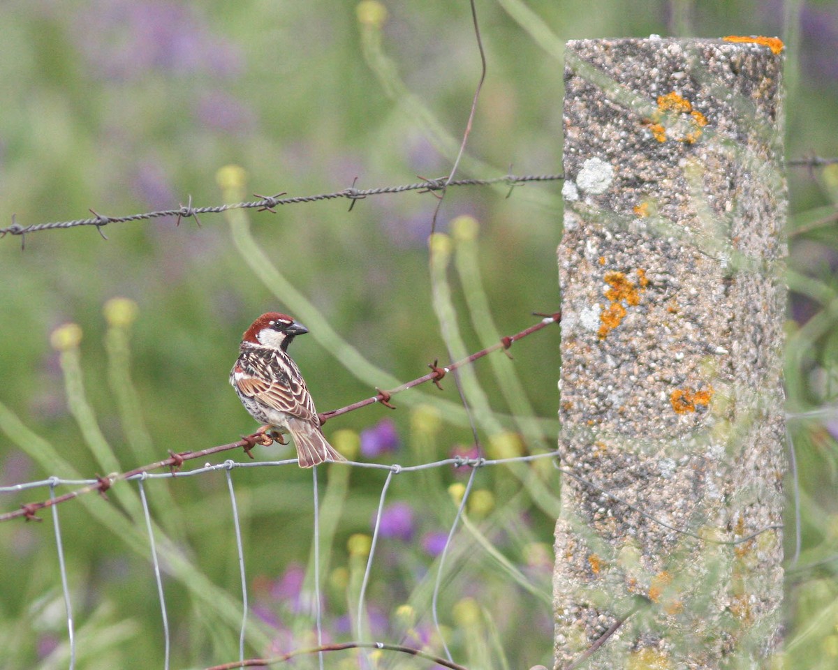 Spanish Sparrow - ML627501268