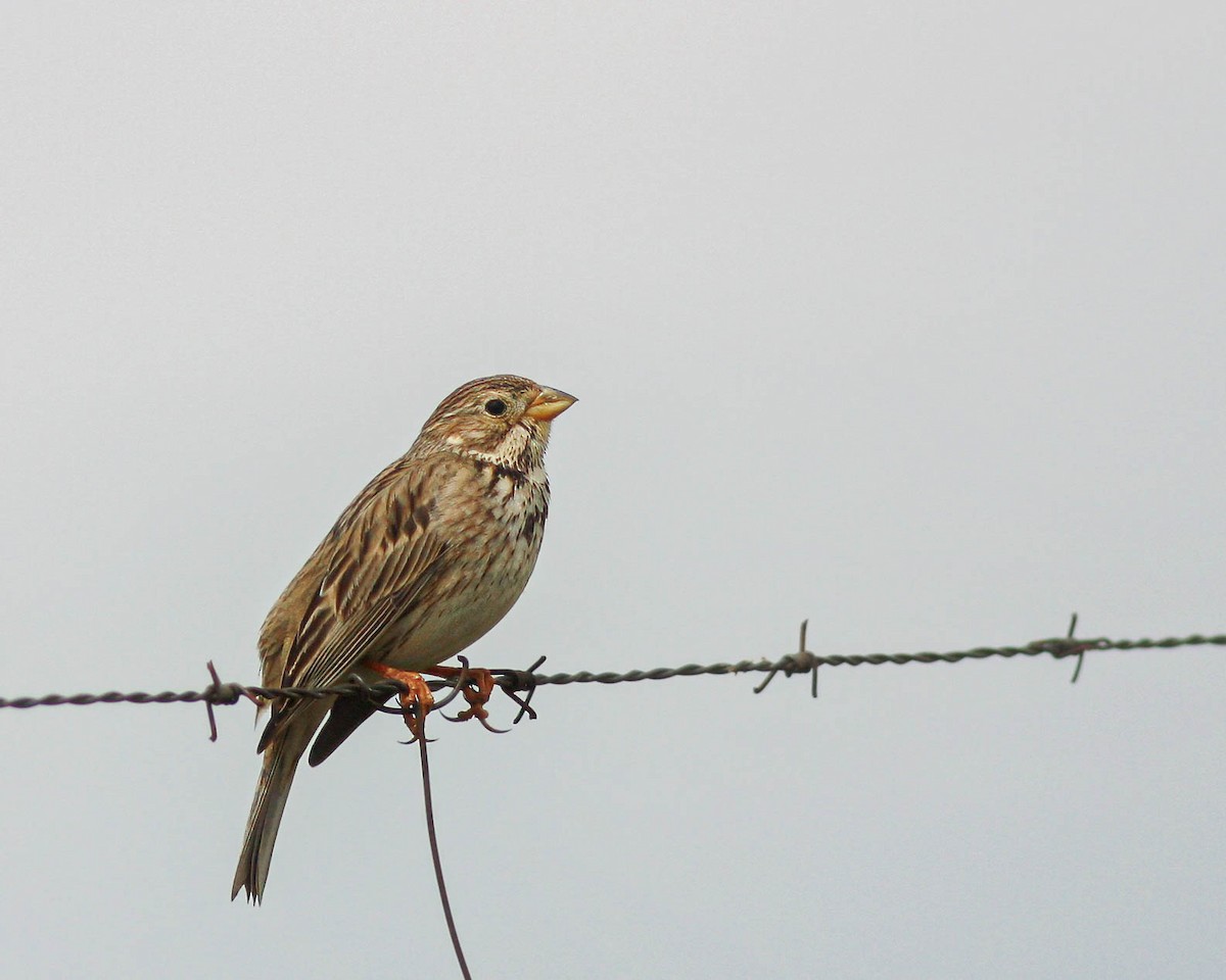 Corn Bunting - ML627501308