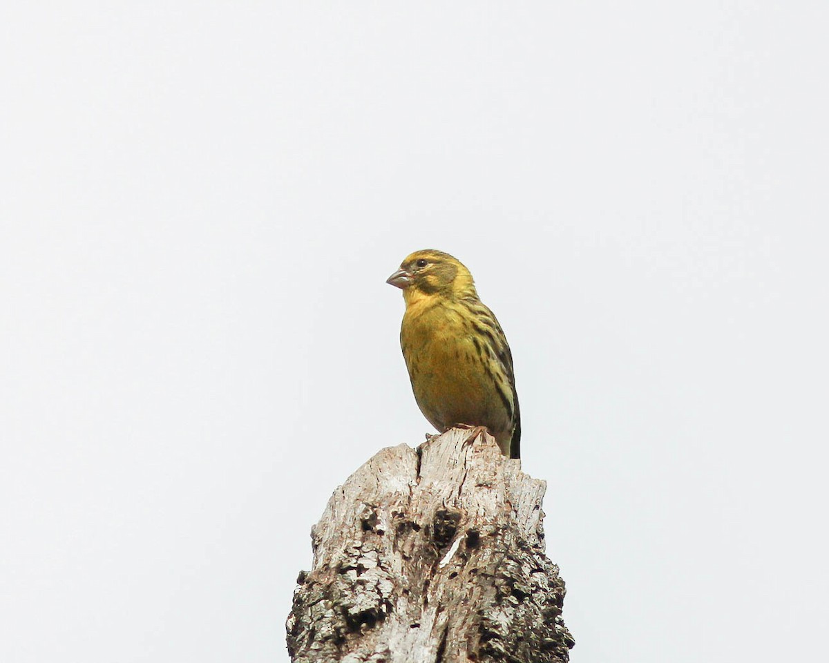 European Serin - ML627501336