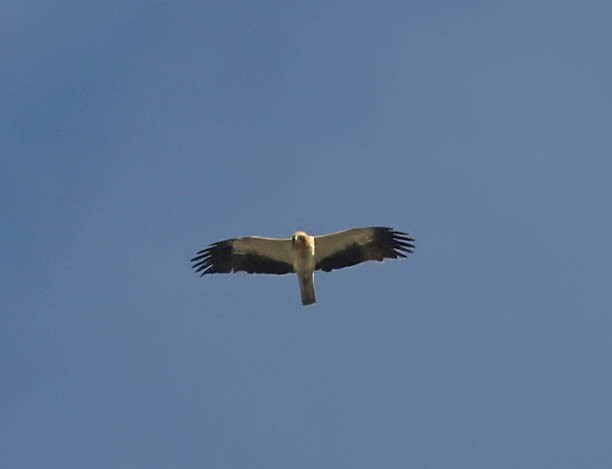 Booted Eagle - ML627501378