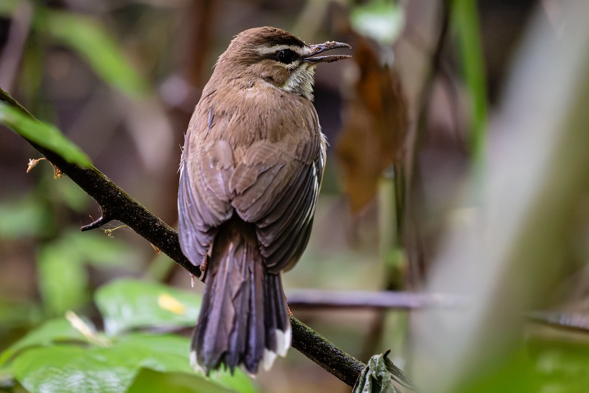 Brown Scrub-Robin - ML627501439