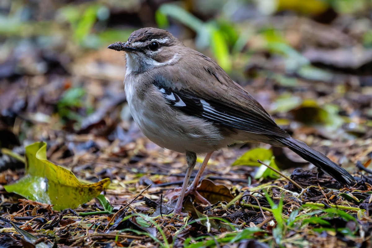 Brown Scrub-Robin - ML627501440