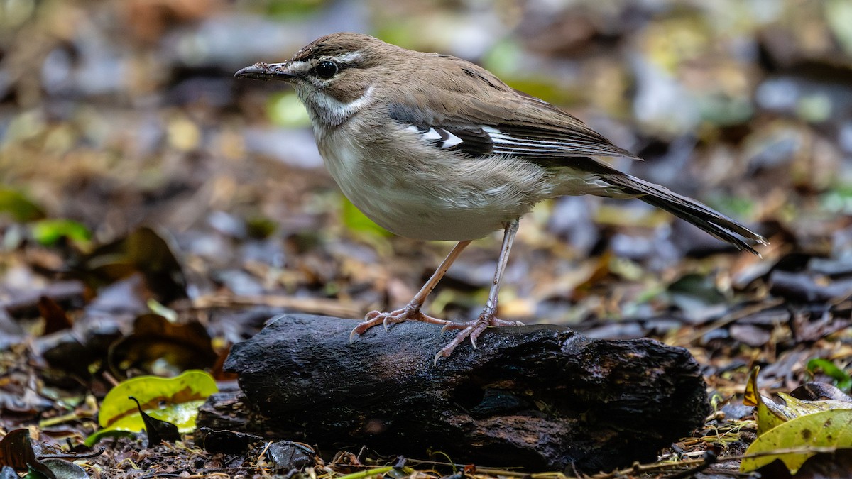 Brown Scrub-Robin - ML627501441