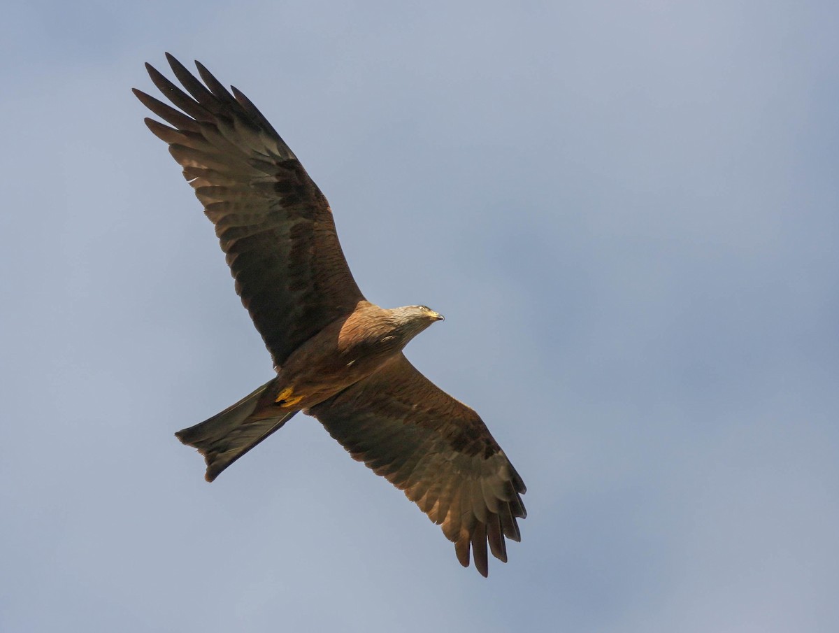 Black Kite - ML627501496